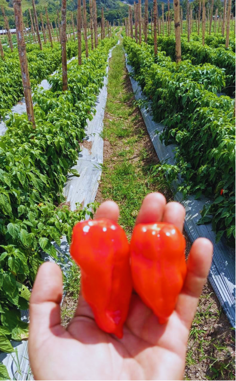 Ají en planta