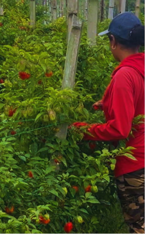 Ají en planta